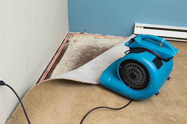 Best Flood damage cleanup  in Horse Pasture, VA